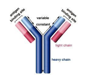Structure of antibody.jpg